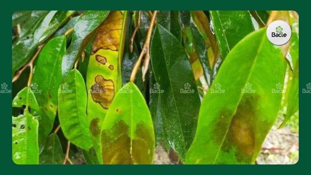 Bệnh thán thư trên cây sầu riêng