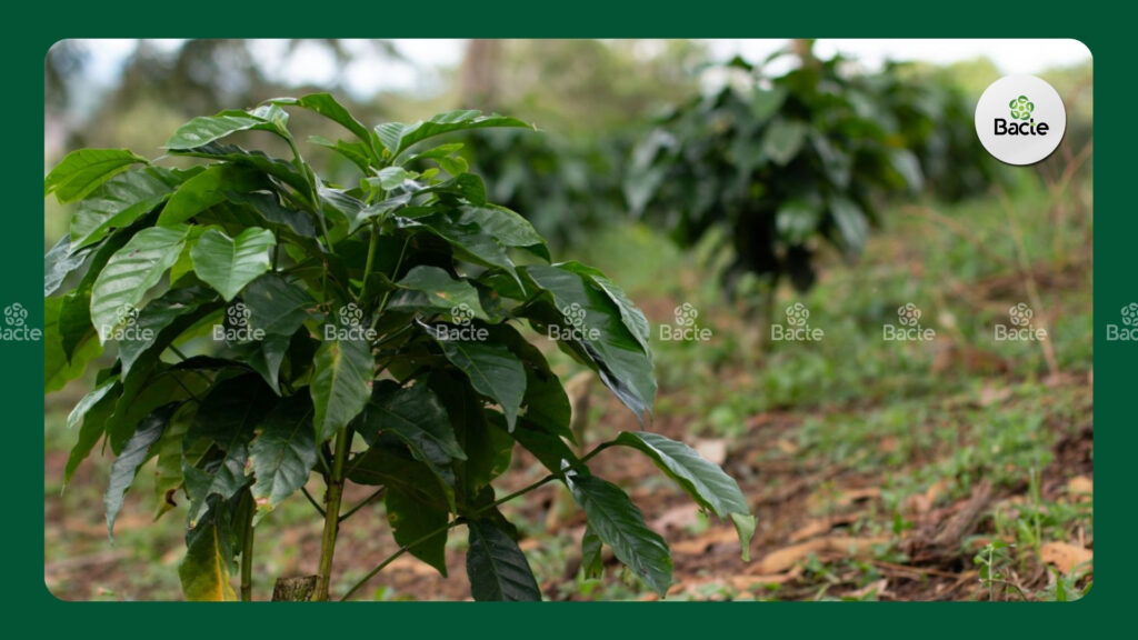 Các triệu chứng, biểu hiện thiếu dinh dưỡng ở cây cà phê