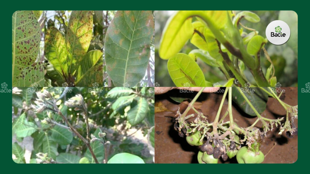 Dấu hiệu nhận biết và Cách phòng trừ bệnh Thán thư