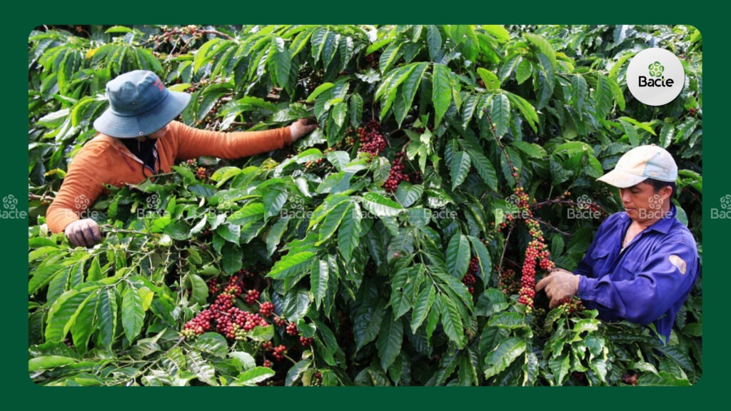 HƯỚNG DẪN CÁCH CHĂM SÓC VƯỜN CÀ PHÊ SAU THU HOẠCH CHUẨN NHẤT