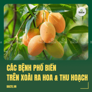Các bệnh phổ biến trên xoài