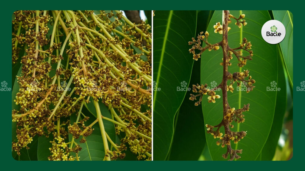 Phòng trị bệnh thán thư và đốm đen gây hại bông, trái non cây xoài