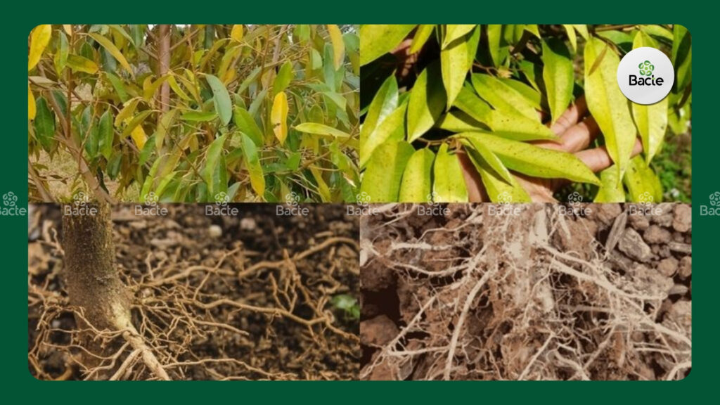 Rễ sầu riêng bị tuyến trùng nổi bướu