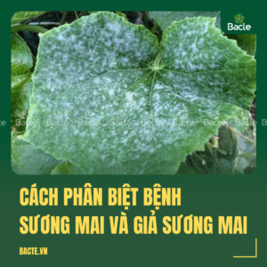 Bệnh giả sương mai trên cây trồng