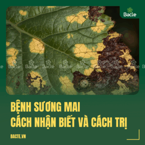 Bệnh sương mai ở trên cât trồng