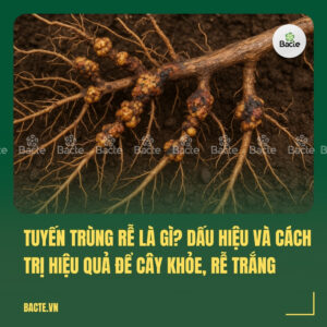 Tuyến Trùng Rễ Là Gì Dấu Hiệu và Cách Trị Hiệu Quả Để Cây Khỏe, Rễ Trắng