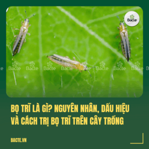 bọ trĩ , nguyên nhân và cách trị