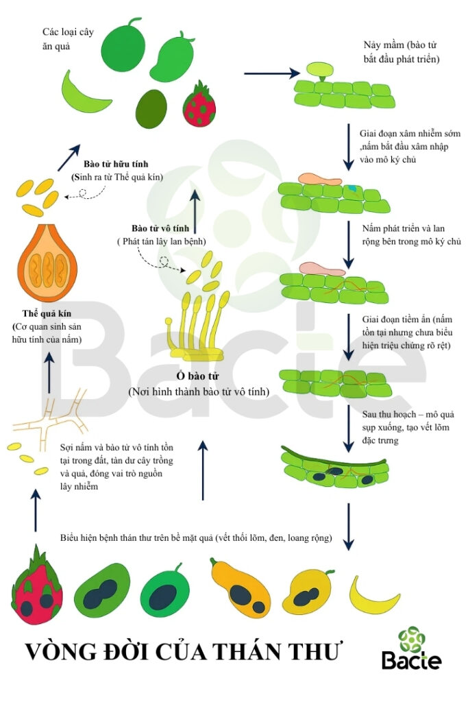 Vòng đời của bệnh thán thư