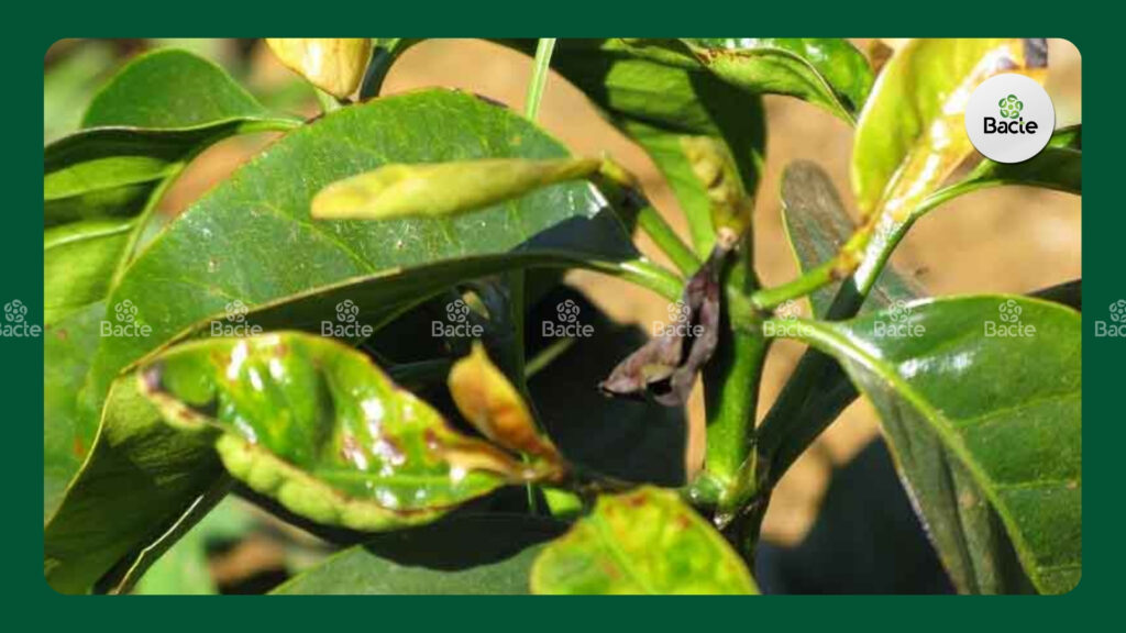 bệnh thán thư - cháy lá trên cây cà phê