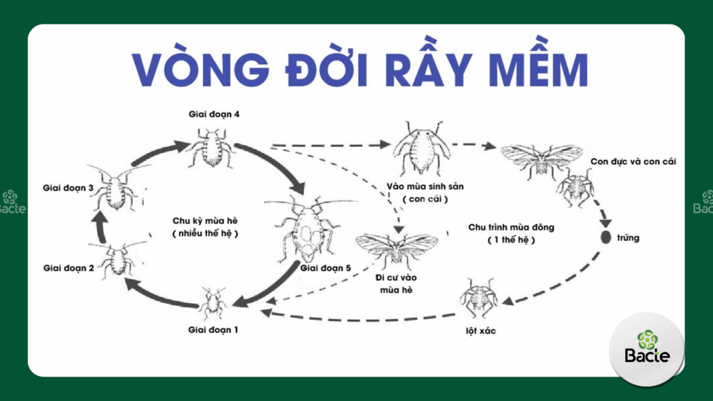 Vòng đời của rầy mềm 