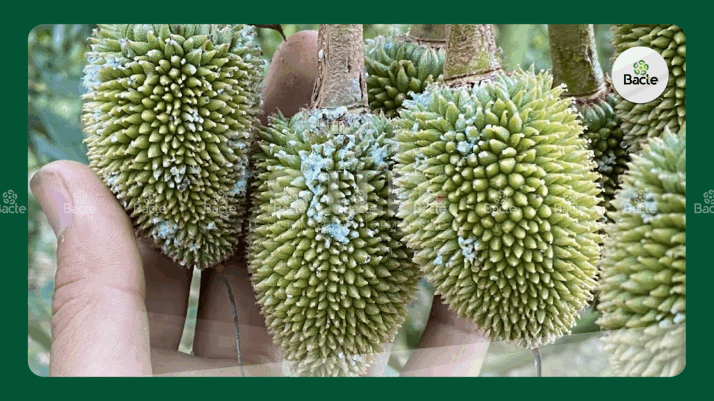 rệp sáp trên trái mít