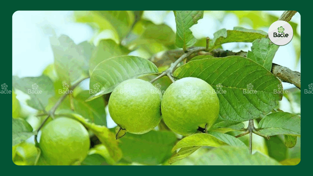 Hình ảnh cây ổi 