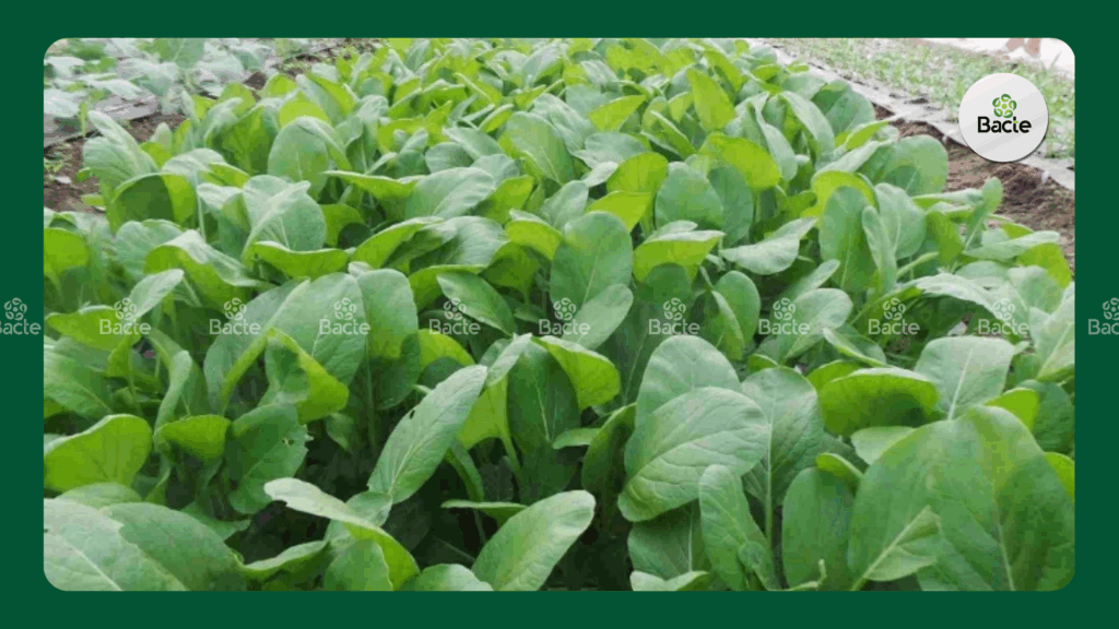 Sâu cuốn lá trên rau cải 