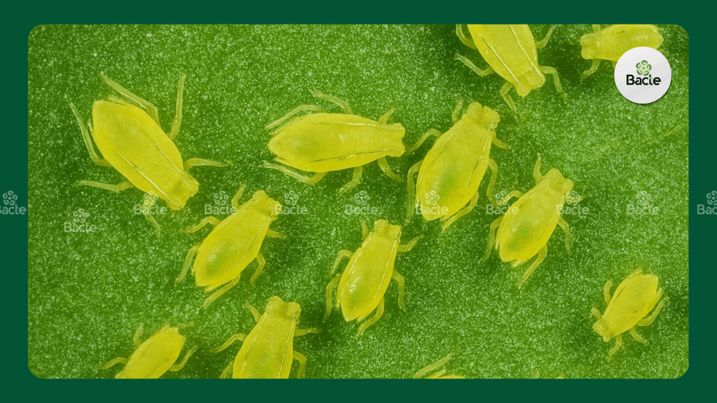 Rầy mềm – “thủ phạm” truyền virus Các loại côn trùng phổ biến