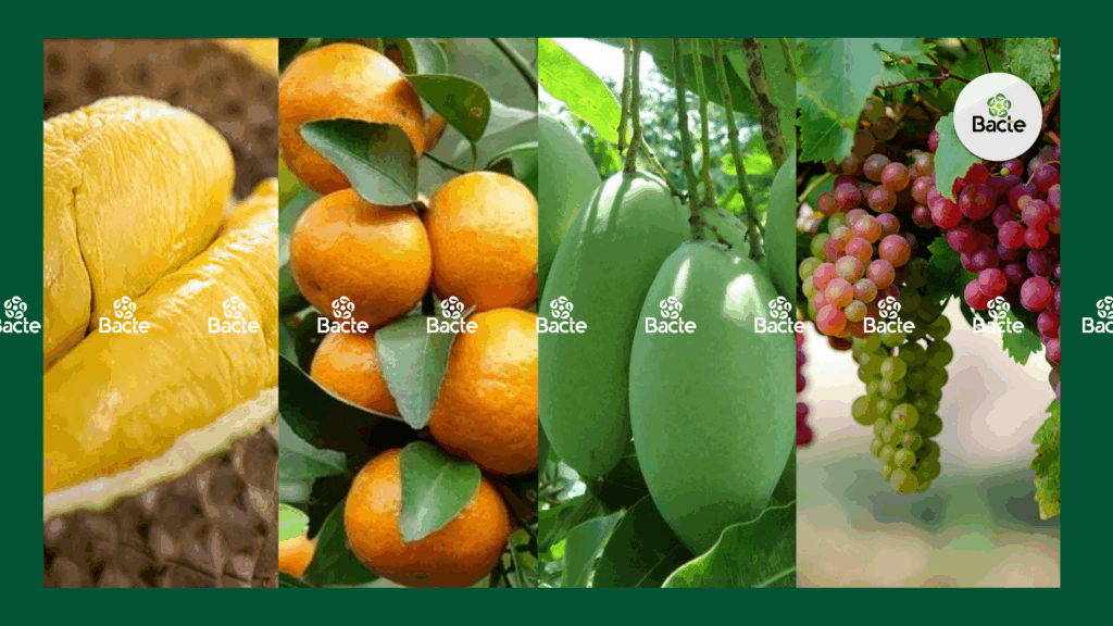 Các loại Côn trùng gây hại cây trồng phổ biến - trên cây ăn trái 