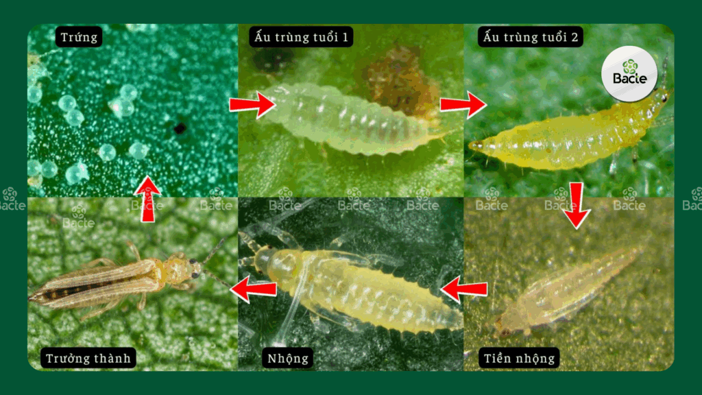 Vòng đời của một con bọ trĩ 
