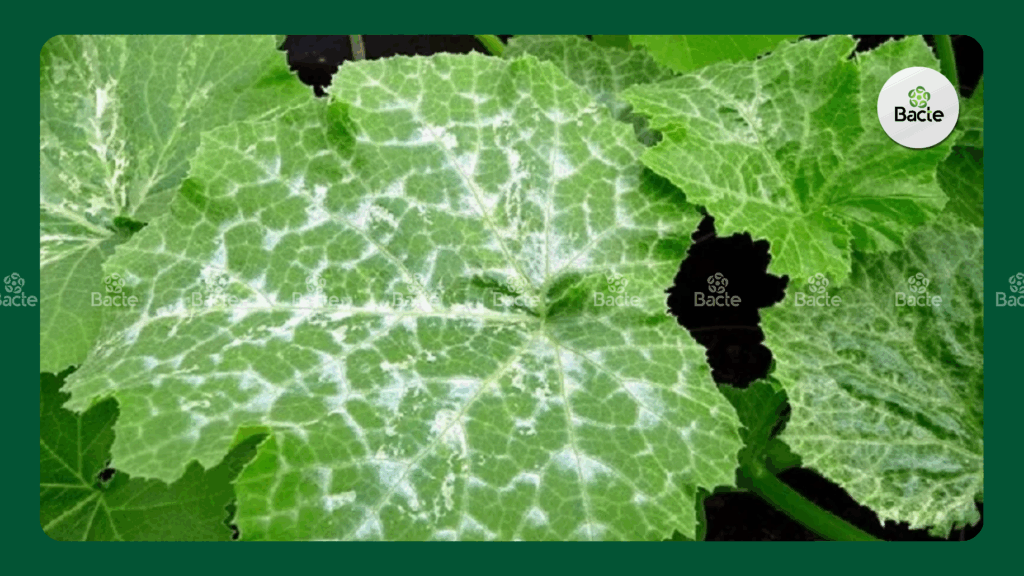 bệnh sương mai trên lá họ bí