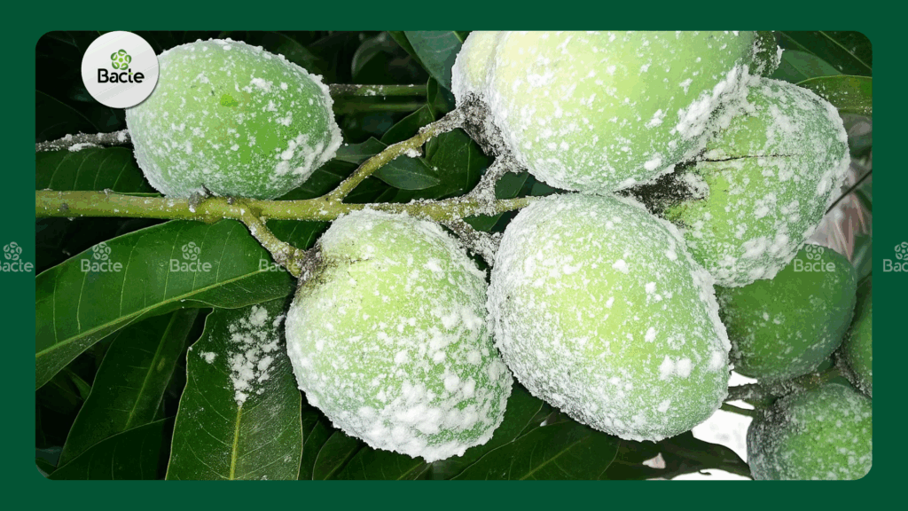 Các bệnh phổ biến trên xoài