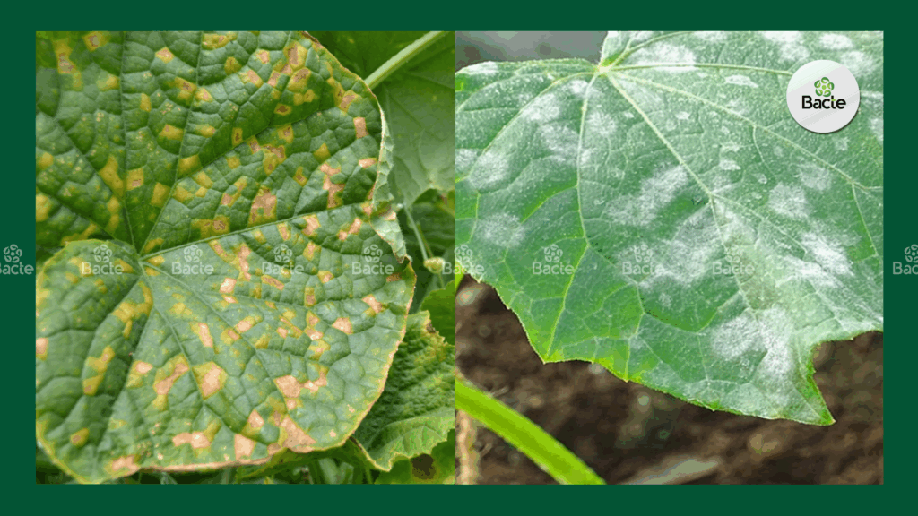 Phân biệt bệnh sương mai và bệnh giả sương mai trên cây trồng 