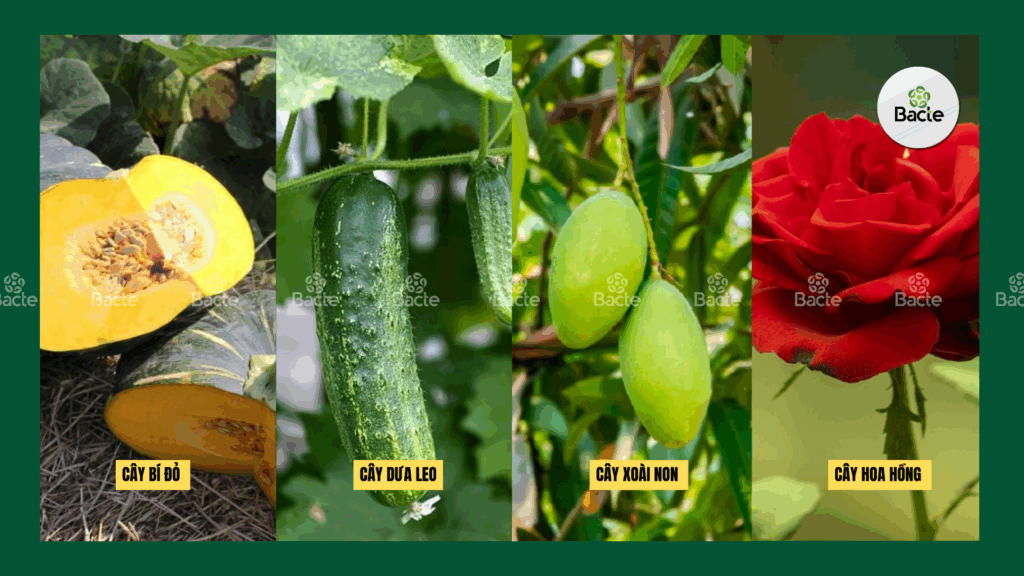 Các loại cây hay bị bệnh sương mai 