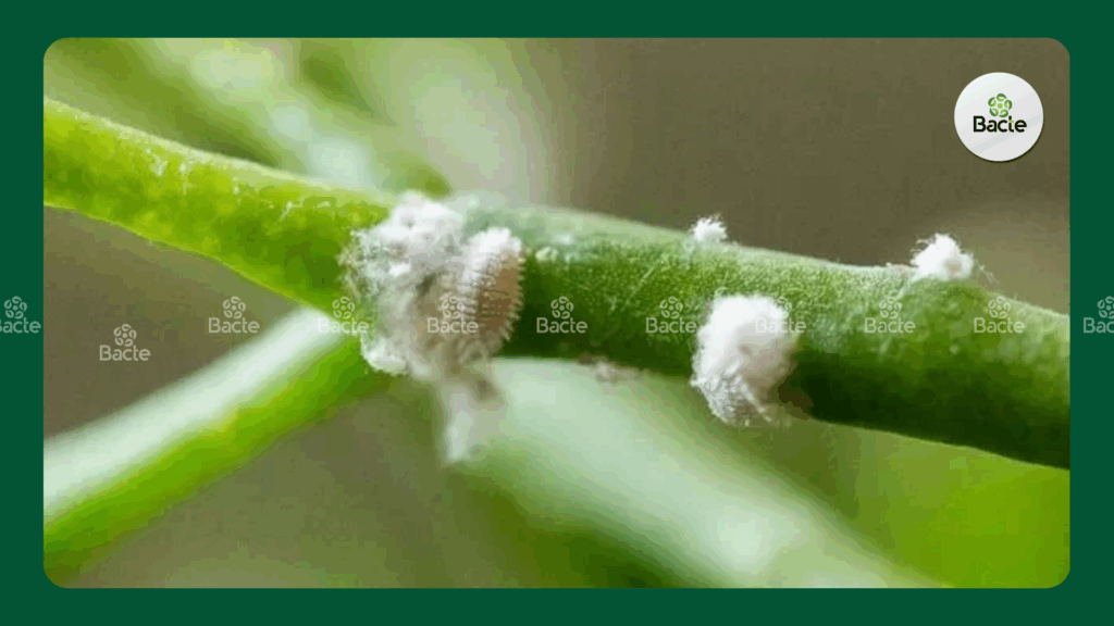 Rệp sáp – kẻ gây bồ hóng đen 