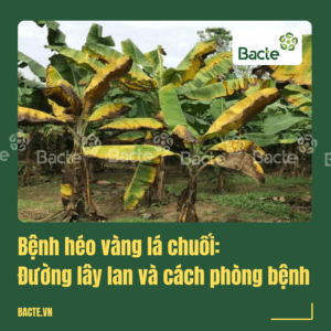 Đường lây lan và cách phòng bệnh héo vàng hại chuối