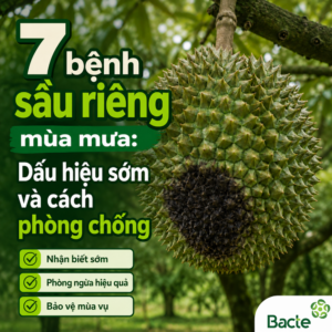 bệnh sầu riêng mùa mưa