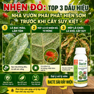 cây bị nhện đỏ