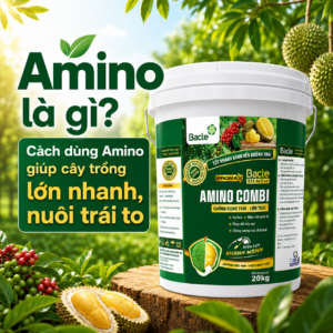 Amino là gì