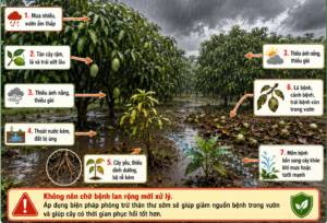 Những điều kiện khiến bệnh thán thư phát triển trên cây