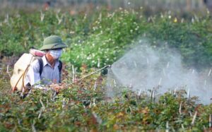 Người dân xịt thuốc phòng trừ bệnh thán thư