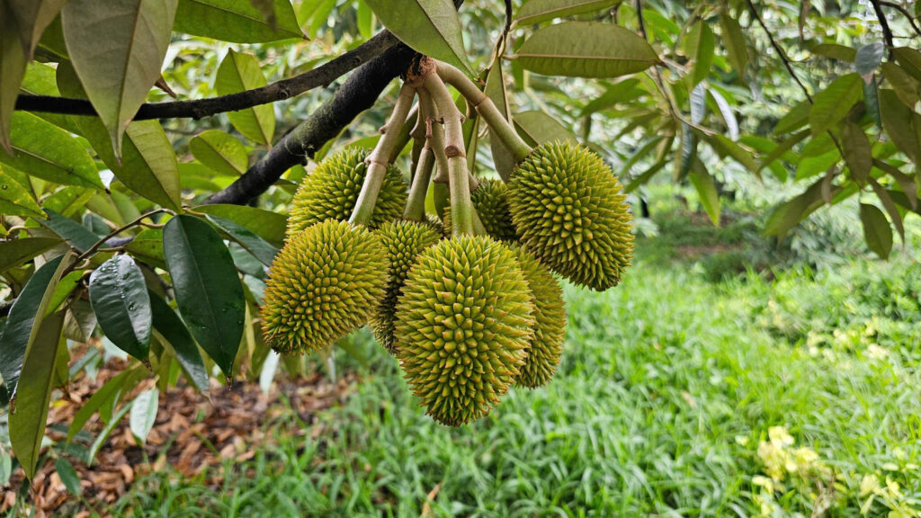 Phân bón cho sầu riêng