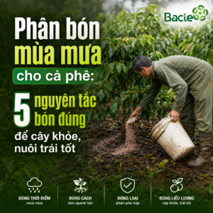 Phân bón mùa mưa cho cà phê giúp cây khỏe và nuôi trái ổn định