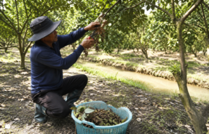 Biện pháp phòng trừ bệnh thán thư giúp cây trồng thông thoáng và giảm nguồn bệnh