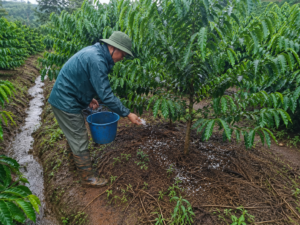 Vườn cà phê mùa mưa cần bón phân đúng cách