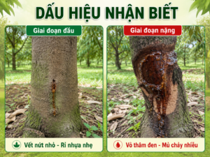 Dấu hiệu bệnh nứt thân xì mủ sầu riêng giai đoạn đầu và nặng