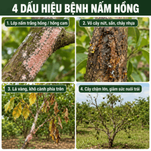 dấu hiệu bệnh nấm hồng