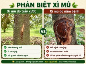 Phân biệt sầu riêng bị xì mủ do cơ học