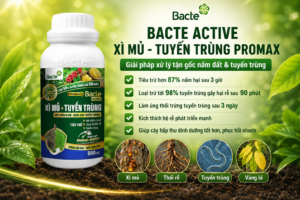 Bacte Active Xì Mủ Tuyến Trùng Promax
