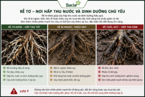Tình trạng rễ tơ ảnh hưởng đến khả năng hấp thu dinh dưỡng