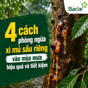 Xì mủ sầu riêng