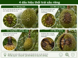 4 dấu hiệu bị thối trái