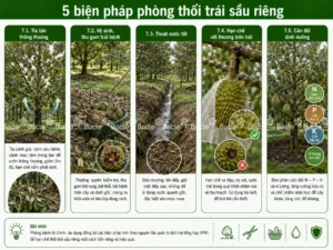Biện pháp phòng thối trái sầu riêng