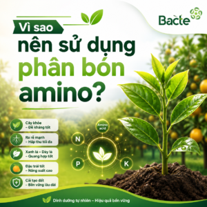 Vì sao nên sử dụng phân bón amino?,
