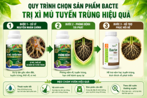 Quy trình chọn sản phẩm Bacte trị xì mủ tuyến trùng