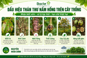 Dấu hiệu thán thư nấm hồng trên cây trồng