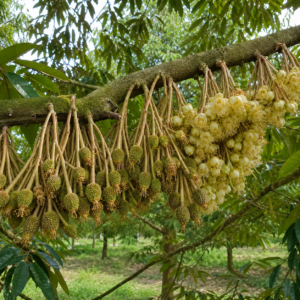 Nhiều-hoa-và-trái-non-tại-cành-sầu-riêng
