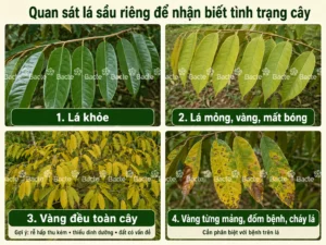 Các tình trạng của lá sầu riêng cần quan sát