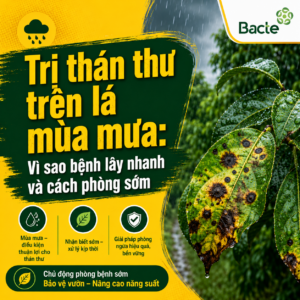 Trị thán thư trên lá