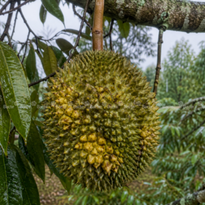 trai-sau-rieng-gai-nu-gai-vang